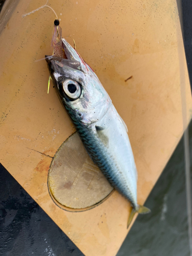 サバの釣果