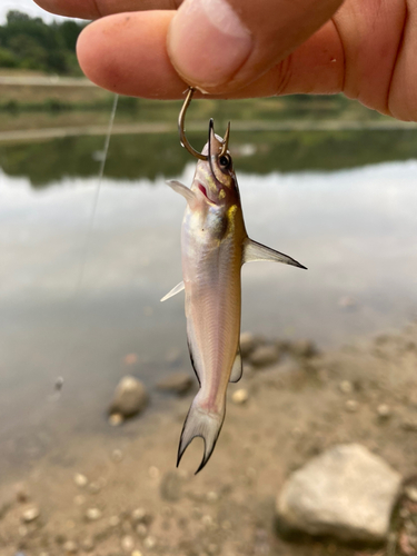 アメリカナマズの釣果