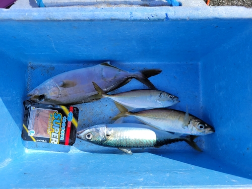 サバの釣果