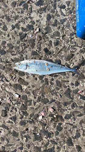 イケカツオの釣果