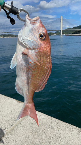 マダイの釣果