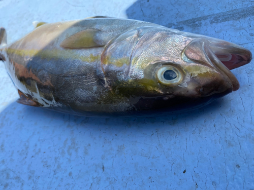 カンパチの釣果