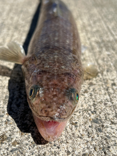 エソの釣果