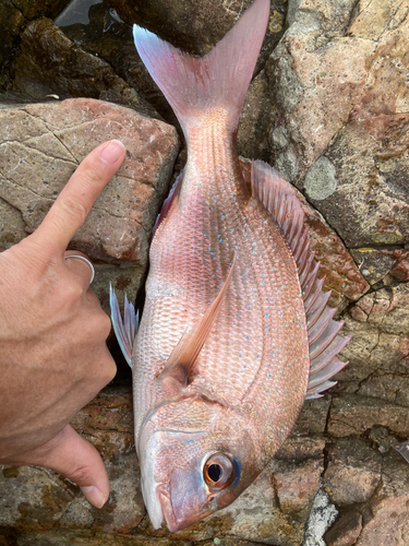 タイの釣果