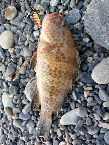 オオモンハタの釣果