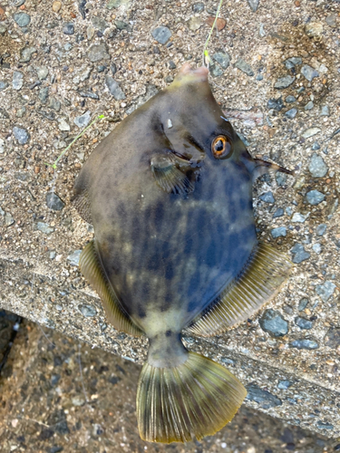 カワハギの釣果