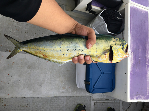 シイラの釣果