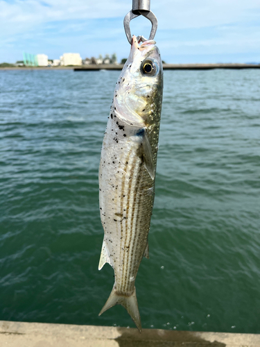 ボラの釣果