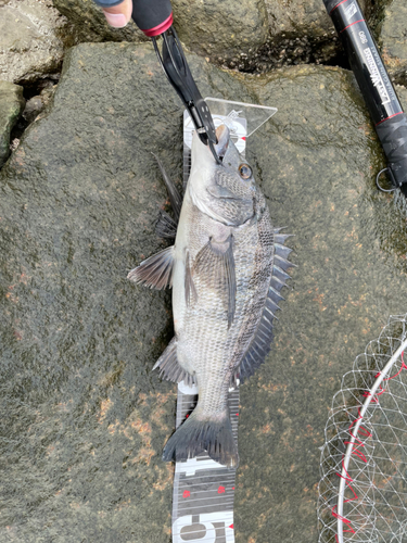 チヌの釣果