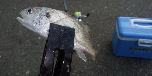 シログチの釣果