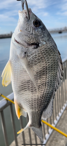 キビレの釣果