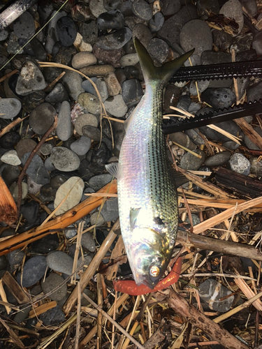 コノシロの釣果