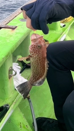 オオモンハタの釣果