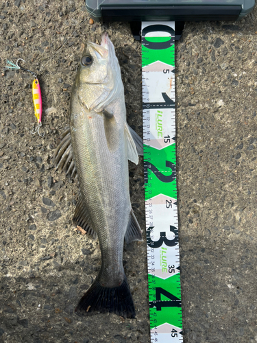 シーバスの釣果