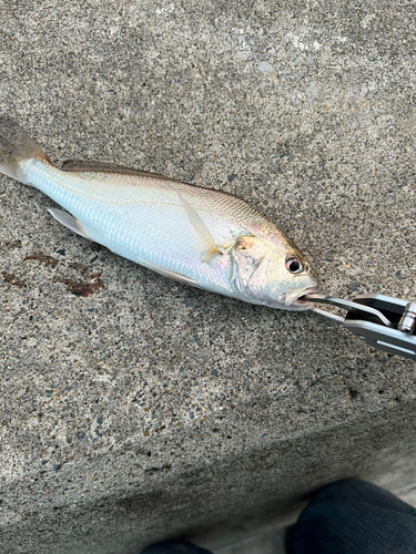 イシモチの釣果