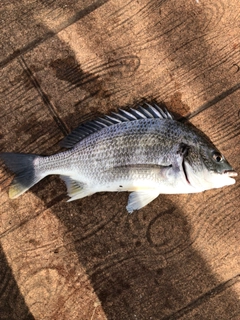 キチヌの釣果