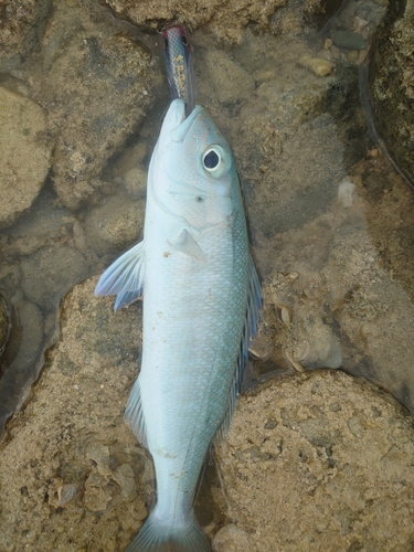 アオチビキの釣果