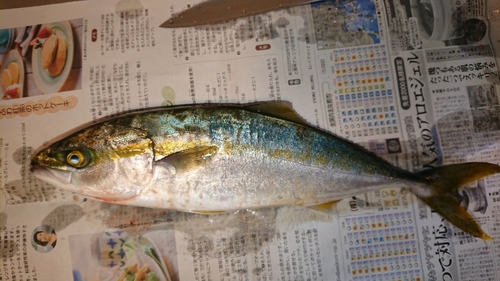 ヤズの釣果