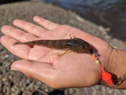 マハゼの釣果