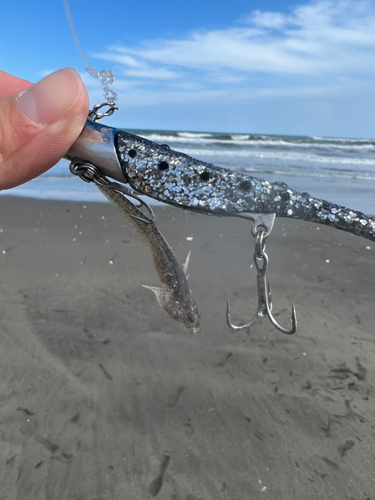 コチの釣果