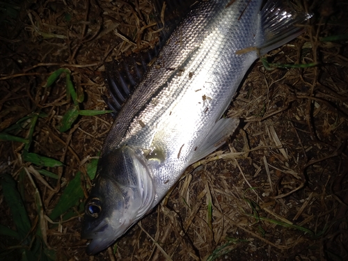 スズキの釣果