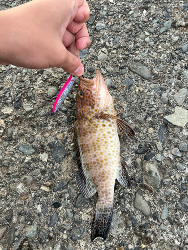 オオモンハタの釣果