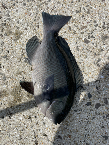 クロの釣果