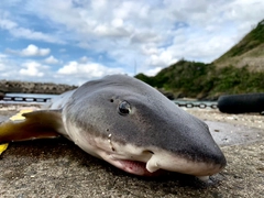 サメの釣果