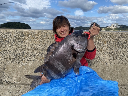 イシダイの釣果