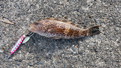 オオモンハタの釣果