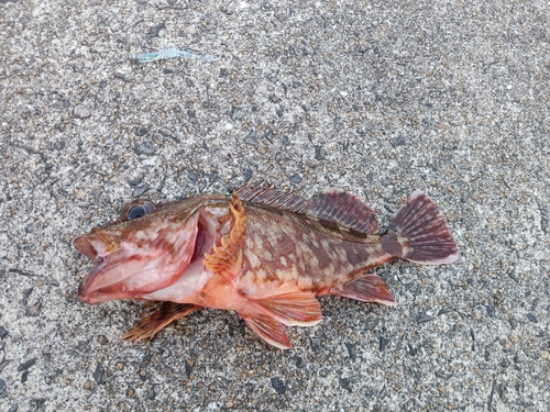 カサゴの釣果