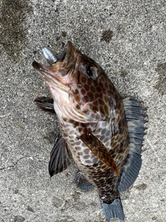 オオモンハタの釣果