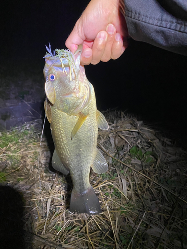 ラージマウスバスの釣果