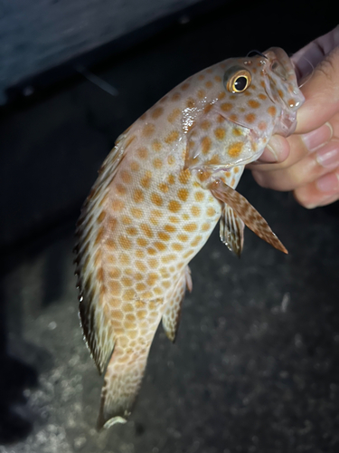 オオモンハタの釣果