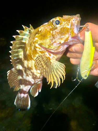 カサゴの釣果