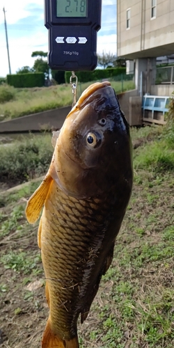 コイの釣果