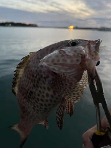 オオモンハタの釣果