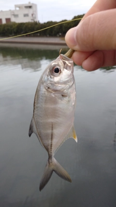 メッキの釣果