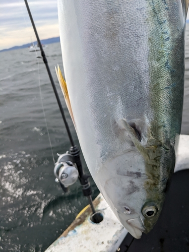 ワラサの釣果