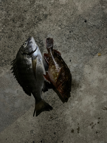 チヌの釣果