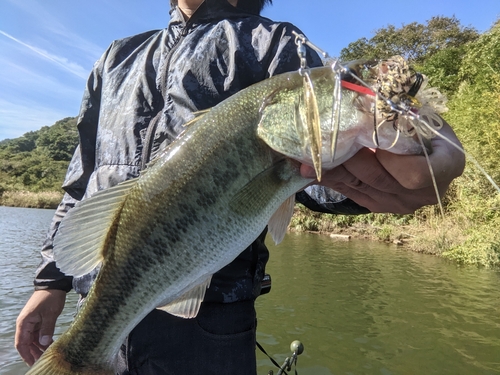 ブラックバスの釣果