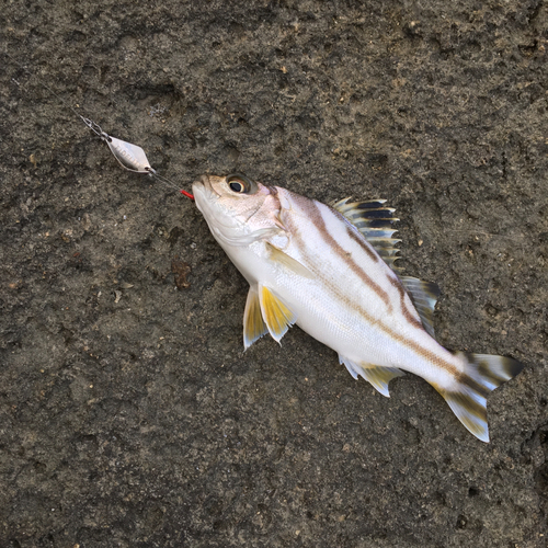 コトヒキの釣果