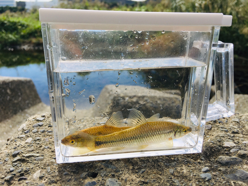 モツゴの釣果