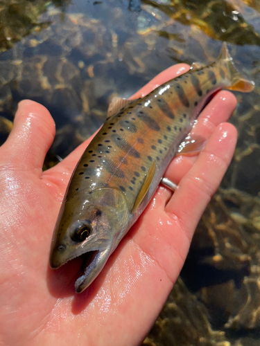 ヤマメの釣果