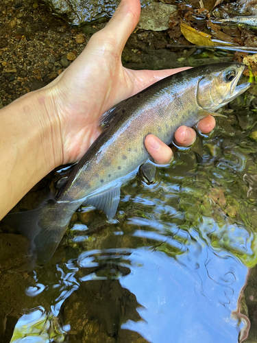 ヤマメの釣果