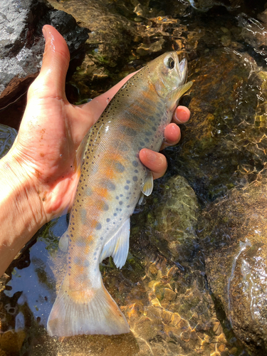 ヤマメの釣果