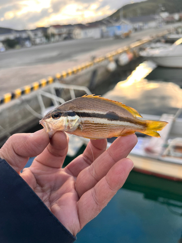 ヨコスジフエダイの釣果