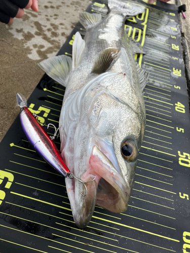 シーバスの釣果