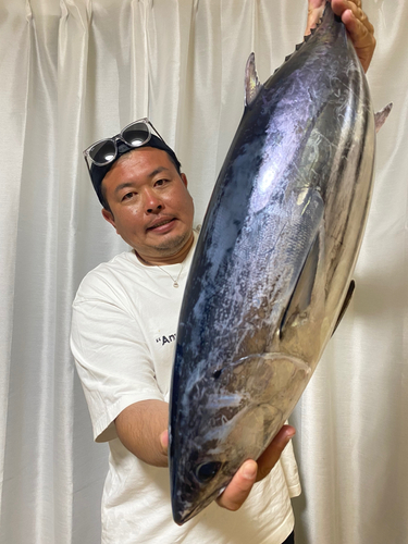 カツオの釣果