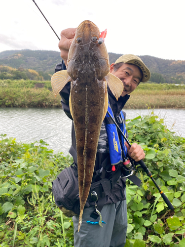 マゴチの釣果